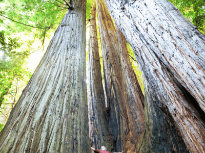Need to Improve Sales Accountability? Ask the Redwoods